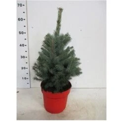 Abete Blu Pino Argentato "Picea Pungens Super Blue Seedling" Pianta In Vaso 22 Cm H. 30/40 Cm -Negozio al dettaglio Evergreen 28430429 4