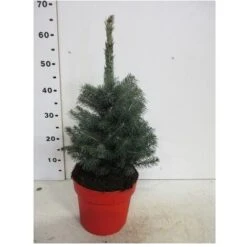 Abete Blu Pino Argentato "Picea Pungens Super Blue Seedling" Pianta In Vaso 22 Cm H. 30/40 Cm -Negozio al dettaglio Evergreen 28430429 5