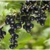 1 PIANTA DI RIBES NERO NOIRE DE BOURGOGNE MATURAZIONE PRECOCE A GIUGNO