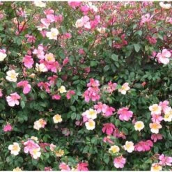 Rosa Cinese "Rosa Chinensis Mutabilis" Pianta In Vaso 9 Cm -Negozio al dettaglio Evergreen 28963401 4