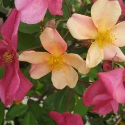 Rosa Cinese "Rosa Chinensis Mutabilis" Pianta In Vaso 9 Cm -Negozio al dettaglio Evergreen 28963401 5