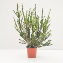 Mirto Tarentino - Ø 16cm 5 Mirto Tarentino - Ø 16cm -Negozio al dettaglio Evergreen 28990885 3
