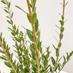 Fillirea - Ø 16 Cm -Negozio al dettaglio Evergreen 28990888 3