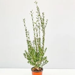 Fillirea - Ø 16 Cm -Negozio al dettaglio Evergreen 28990888 4