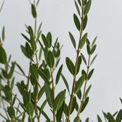 Fillirea - Ø 16 Cm -Negozio al dettaglio Evergreen 28990888 5