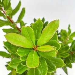 Corbezzolo - Ø 24cm -Negozio al dettaglio Evergreen 28990935 3