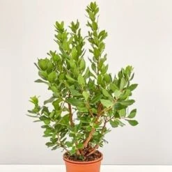 Corbezzolo - Ø 24cm -Negozio al dettaglio Evergreen 28990935 4