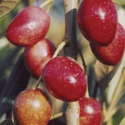 Ulivo Da Olio NOCIARA