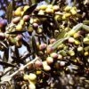 Ulivo Da Olio OGLIAROLA