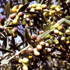 Ulivo Da Olio OGLIAROLA