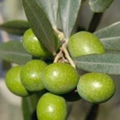 Ulivo Da Mensa BELLA Di Spagna