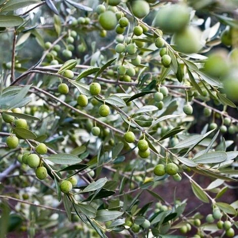 Ulivo Da Mensa PASOLA 1 Ulivo Da Mensa PASOLA