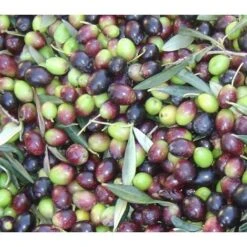 Ulivo Da Mensa PERANZANA