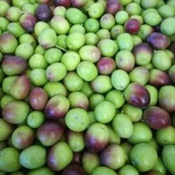 Ulivo Da Mensa TERMITE DI BITETTO