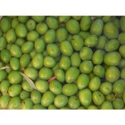 Ulivo Da Mensa UOVO DI PICCIONE