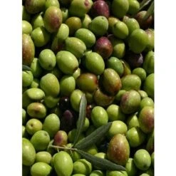 Ulivo Da Mensa NOCELLARA Etnea