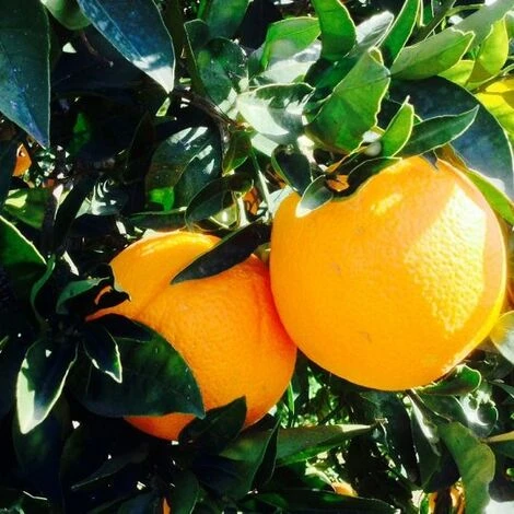 Agrume ARANCIO WASHINGTON 1 Agrume ARANCIO WASHINGTON