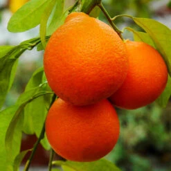 Agrume MAPO MINNEOLA