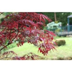 Acero Rosso Giapponese "Acer Palmatum Dissectum Firecracker" Pianta In Vaso 26 Cm -Negozio al dettaglio Evergreen 29001965 3