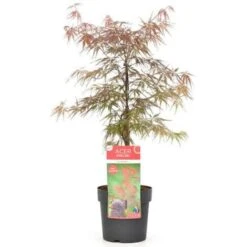 Acero Rosso Giapponese "Acer Palmatum Dissectum Firecracker" Pianta In Vaso 26 Cm -Negozio al dettaglio Evergreen 29001965 4