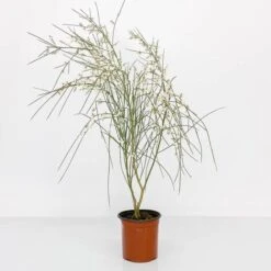 BOX MACCHIA MEDITERRANEA -Negozio al dettaglio Evergreen 29591489 3