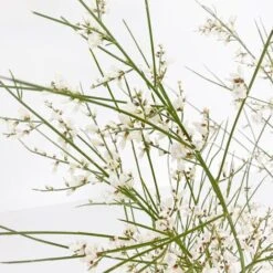 BOX MACCHIA MEDITERRANEA -Negozio al dettaglio Evergreen 29591489 4