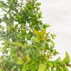 BOX MACCHIA MEDITERRANEA -Negozio al dettaglio Evergreen 29591489 5