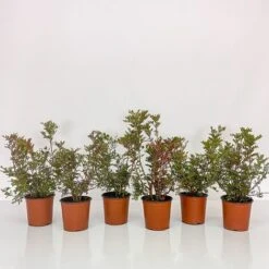 BOX SIEPE LENTISCO -Negozio al dettaglio Evergreen 30062417 3