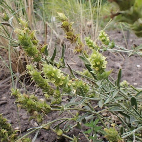 Sideritis Syriaca 1 Sideritis Syriaca