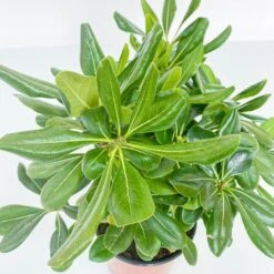 BOX SIEPE PITTOSPORO TOBIRA -Negozio al dettaglio Evergreen 30283911 3