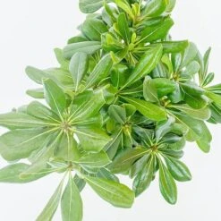 BOX SIEPE PITTOSPORO TOBIRA -Negozio al dettaglio Evergreen 30283911 4