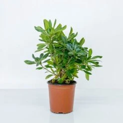 BOX SIEPE PITTOSPORO TOBIRA -Negozio al dettaglio Evergreen 30283911 5