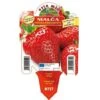 Fragola Rifiorente "Malga"