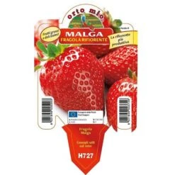 Fragola Rifiorente "Malga"