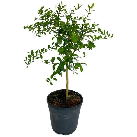 Pianta Albero Di LIMONE CAVIALE ROSSO Finger Lime Vaso 20 H 60/80 Cm FOTO REALE 2 Pianta Albero Di LIMONE CAVIALE ROSSO Finger Lime Vaso 20 H 60/80 Cm FOTO REALE - immagine 2
