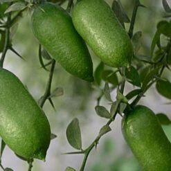 Pianta Albero Di LIMONE CAVIALE ROSSO Finger Lime Vaso 20 H 60/80 Cm FOTO REALE 5 Pianta Albero Di LIMONE CAVIALE ROSSO Finger Lime Vaso 20 H 60/80 Cm FOTO REALE -Negozio al dettaglio Evergreen 30692183 3