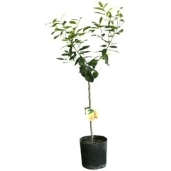 PIANTA Albero LIMONE LUNARIO 4 STAGIONI VASO18CM Agrumi Sicilia H130cm FOTO REAL -Negozio al dettaglio Evergreen 30693578 3