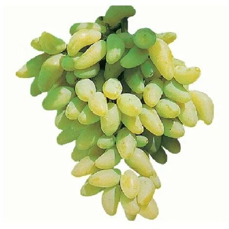 Pianta DI VITE Uva Vigna Da Tavola PIZZUTELLO BIANCO Allungato IN VASO 16 FOTO REALE 1 Pianta DI VITE Uva Vigna Da Tavola PIZZUTELLO BIANCO Allungato IN VASO 16 FOTO REALE