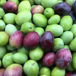 Pianta Albero Di OLIVO Da Olio BIANCOLILLA Oliva Ulivo H 100/130 CM FOTO REALE