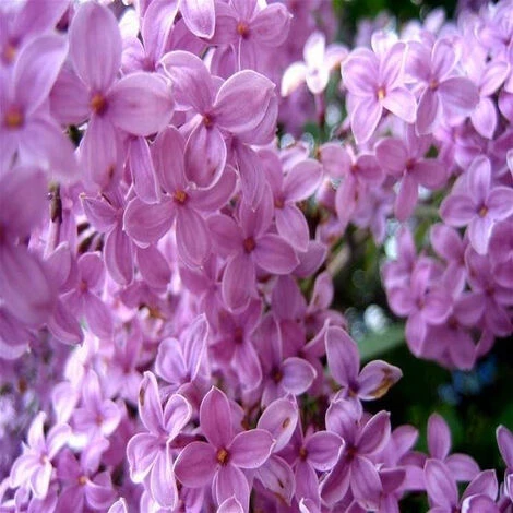 Pianta Di LILLA' Fiore VIOLA Syringa Vulgaris H 40/60 Cm VASO 18 CM FOTO REALE 1 Pianta Di LILLA' Fiore VIOLA Syringa Vulgaris H 40/60 Cm VASO 18 CM FOTO REALE