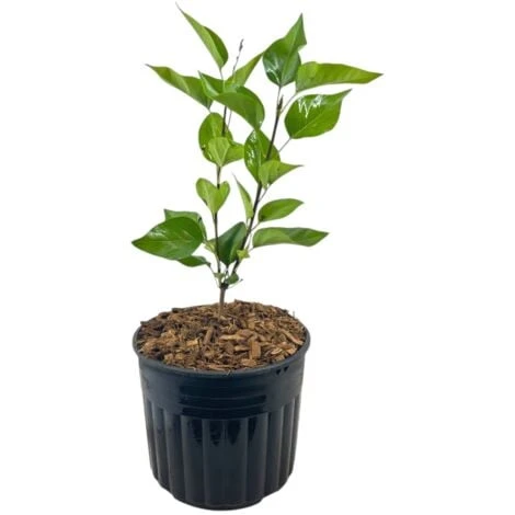 Pianta Di LILLA' Fiore VIOLA Syringa Vulgaris H 40/60 Cm VASO 18 CM FOTO REALE 2 Pianta Di LILLA' Fiore VIOLA Syringa Vulgaris H 40/60 Cm VASO 18 CM FOTO REALE - immagine 2