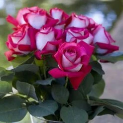 Pianta ROSA BREVETTATA MONICA BELLUCCI ® MEILLAND Rosa/bianca Vera PROFUMATA Vaso19 FOTO REALE -Negozio al dettaglio Evergreen 30694526 3