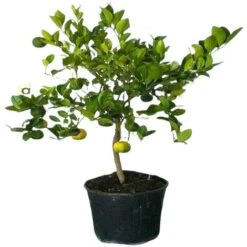 PIANTA Albero LIMETTA DOLCE DI ROMA LIMONE MANDARINO IN VASO 20 CM Agrumi Di Sicilia H100cm FOTO REALE 5 PIANTA Albero LIMETTA DOLCE DI ROMA LIMONE MANDARINO IN VASO 20 CM Agrumi Di Sicilia H100cm FOTO REALE -Negozio al dettaglio Evergreen 30694590 3