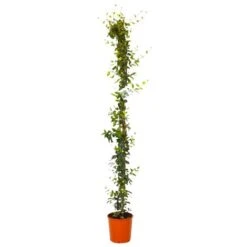 Negozio al dettaglio Evergreen -Negozio al dettaglio Evergreen 30696342 2