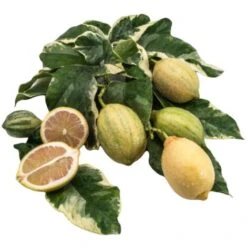 PIANTA Albero LIMONE VARIEGATO VASO20CM Agrumi Di Sicilia H50cm FOTO REALE