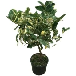PIANTA Albero LIMONE VARIEGATO VASO20CM Agrumi Di Sicilia H50cm FOTO REALE -Negozio al dettaglio Evergreen 30696609 3