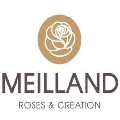 Pianta ROSA BREVETTATA INES SASTRE ® RAMPICANTE Bianca Rosa MEILLAND Vera PROFUMATA Vaso19 FOTO REALE -Negozio al dettaglio Evergreen 30696777 4