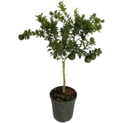 PIANTA Albero DI CHINOTTO VASO 24 CM Agrumi Di Sicilia H 100 Cm FOTO REALE -Negozio al dettaglio Evergreen 30700903 3