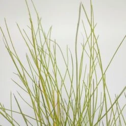 GINESTRA BIANCA Ø 16 Cm -Negozio al dettaglio Evergreen 30869635 3