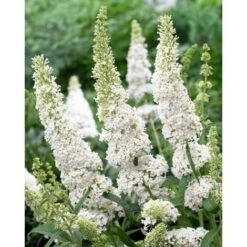 Buddleja Davidii White Profusion "Albero Delle Farfalle" Pianta In Vaso 14 Cm H. 60/80 Cm